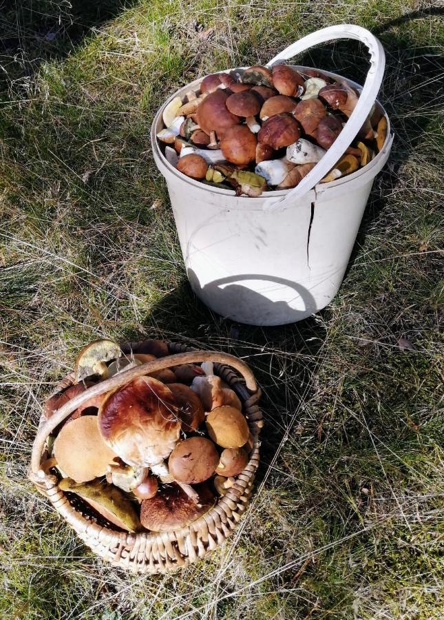 شقة Glebia Dąbrówno المظهر الخارجي الصورة